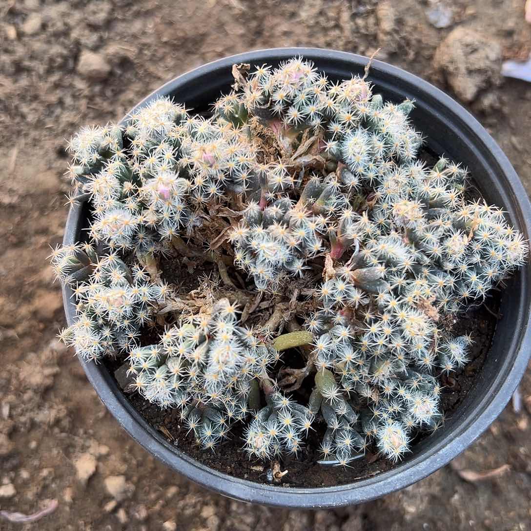 多肉植物紫晃星群