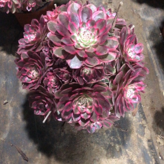 荣***姐无花朵云和法师多肉植物593号