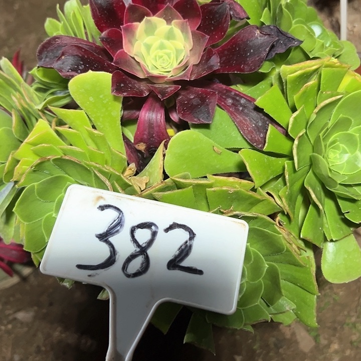 多肉植物绿羊绒法师