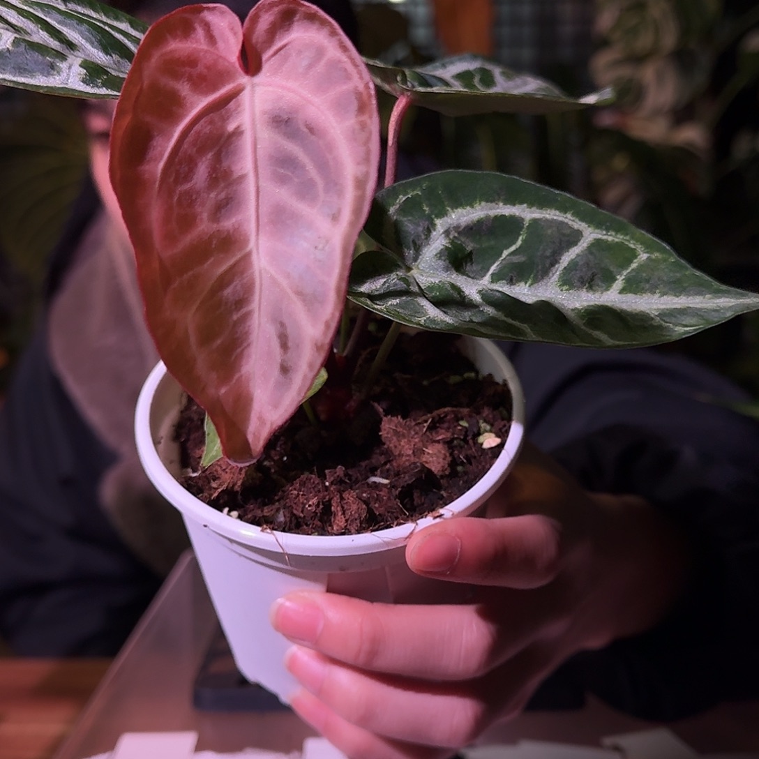 不开花植物G193skg银红杂面纱