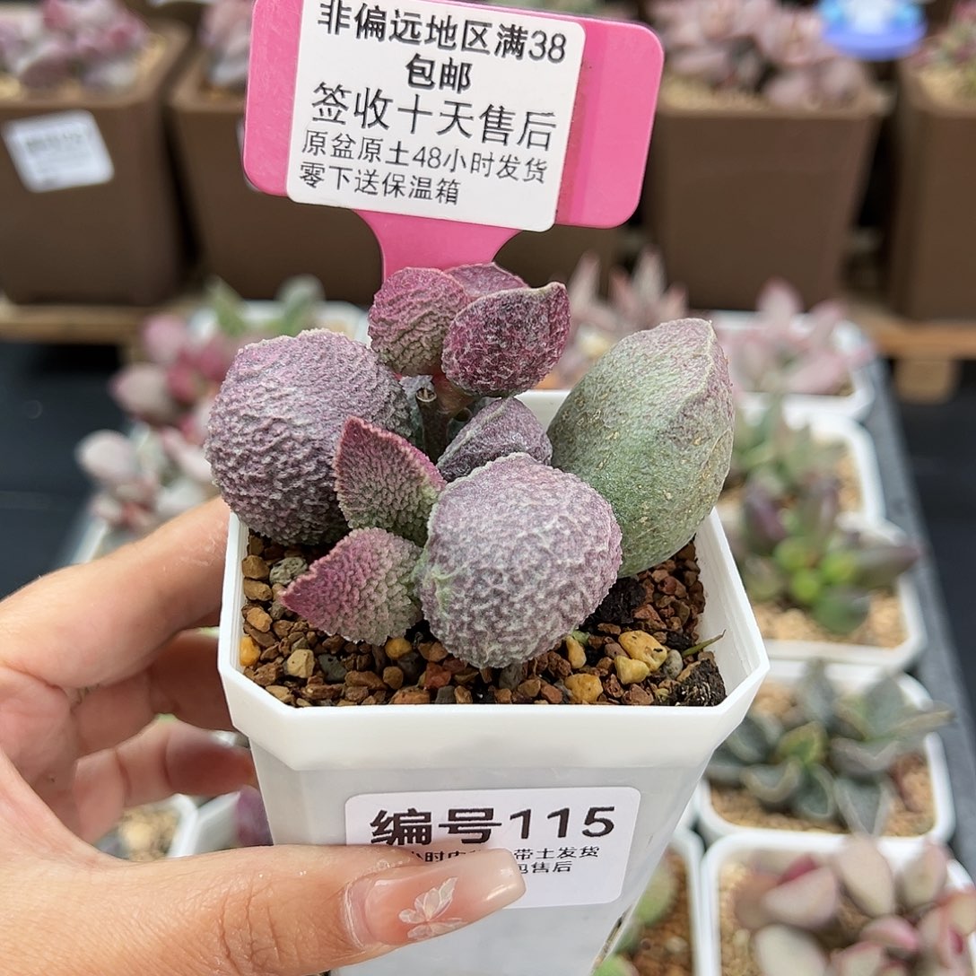 115哈默猪肝多肉植物