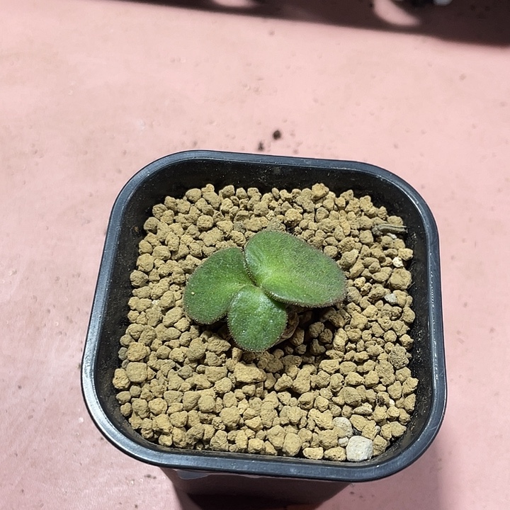 049产地猪耳朵奇峰锦