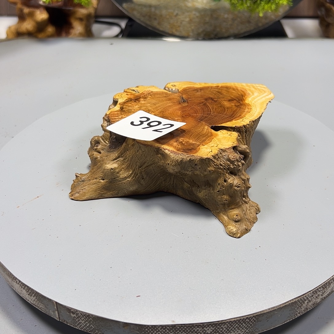 大果紫檀（缅甸花梨）石*