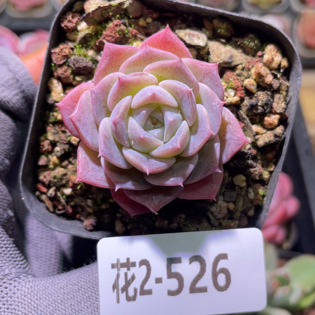 花利美2-526纯爱 