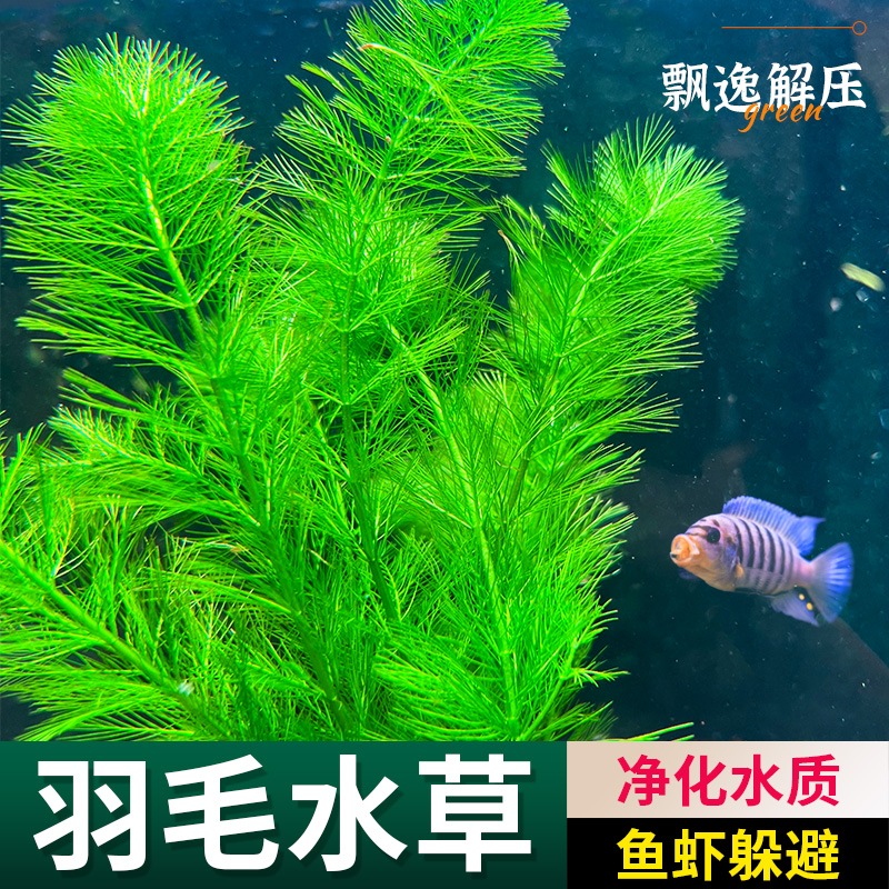羽毛水草狐尾草鱼缸造景飘逸火山石定制环阴性植物净水造氧红羽毛