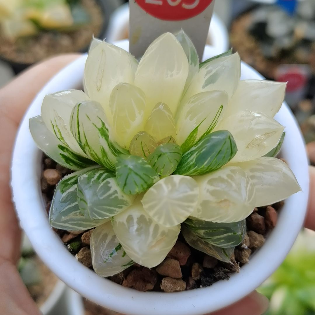 203号龙爪玉露锦一物一拍带盆土发货