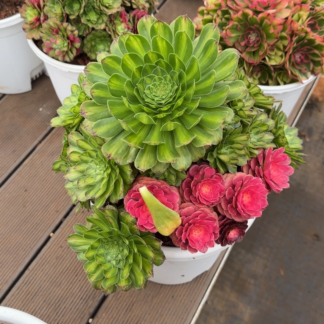 知否老桩脱土发货