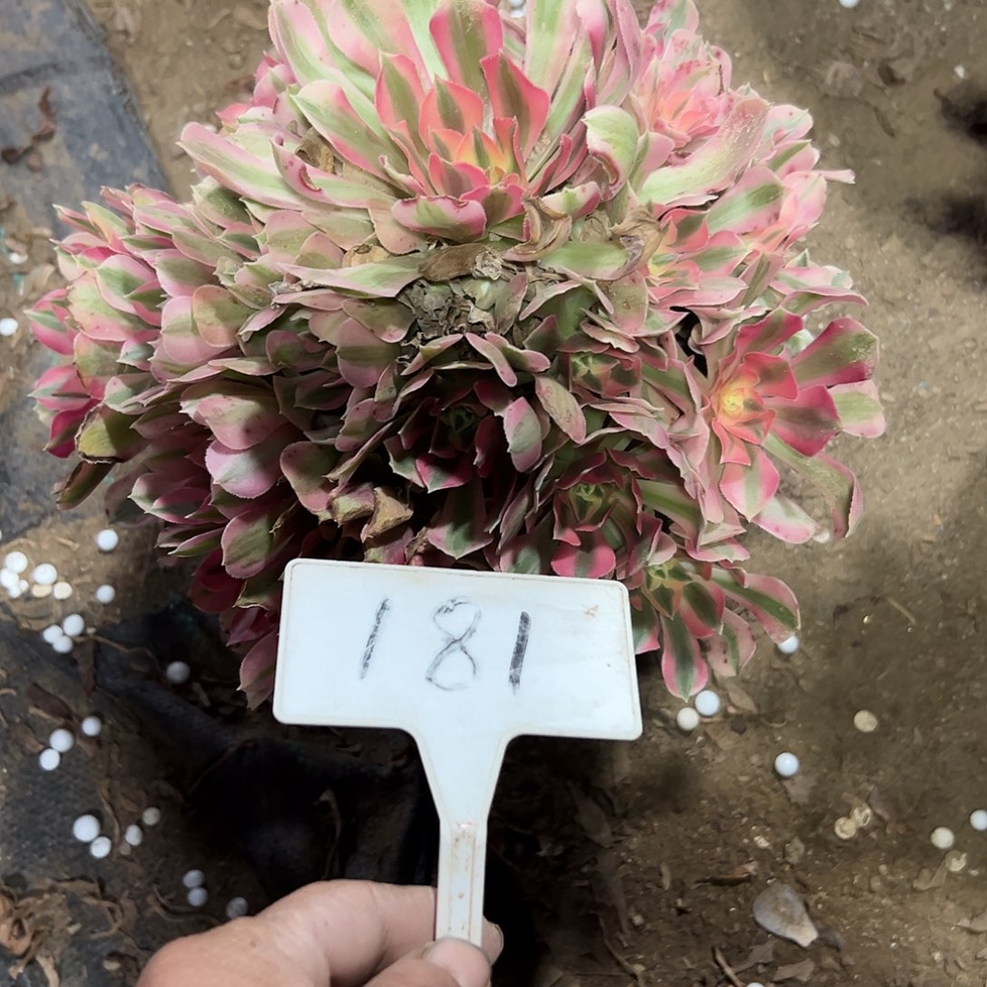多肉植物粉女巫法师181