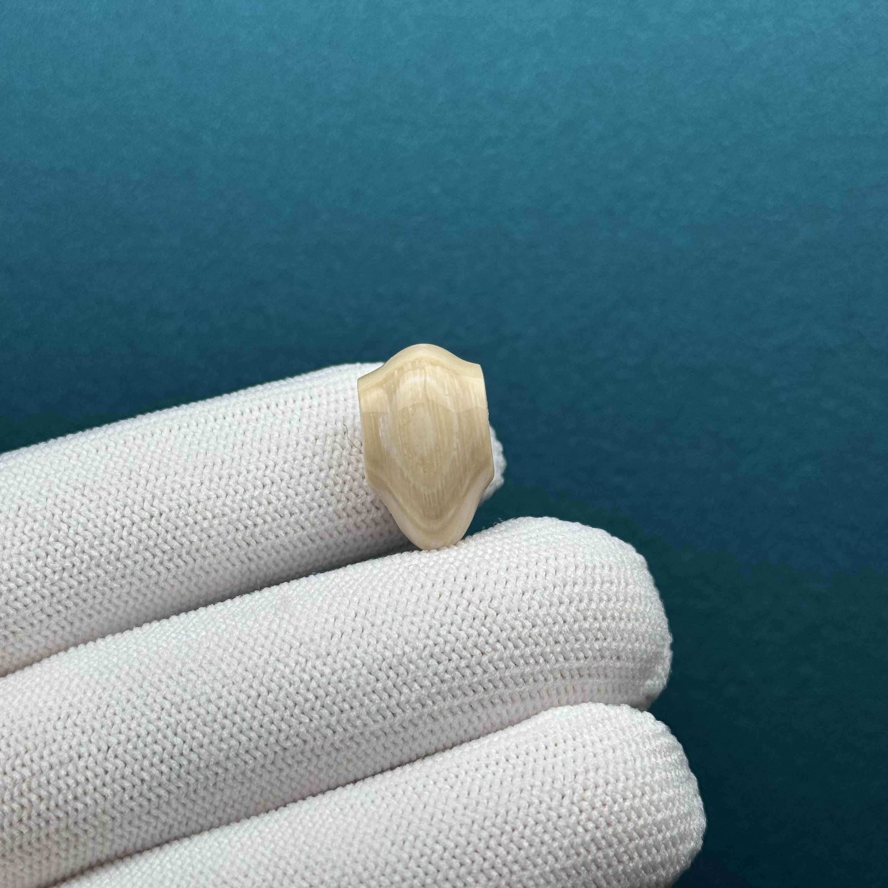 D59-99天然猛犸牙鲨鱼背三通11.3*18mm支持复检假一罚十