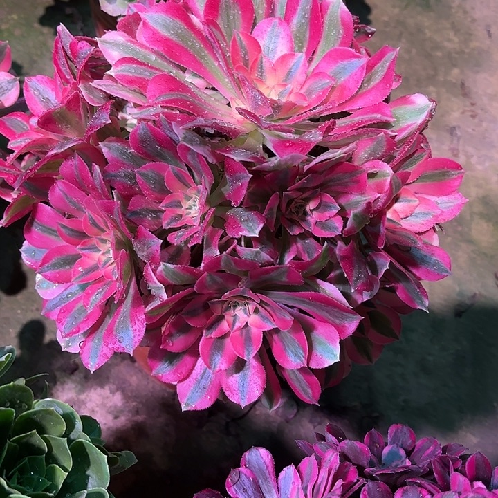 多肉植物女巫00168
