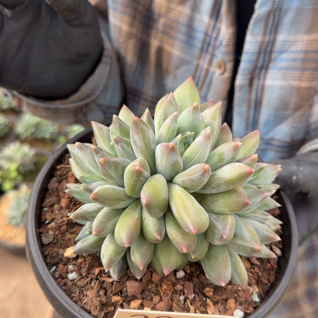 3062。          重楼朵朵缀多肉