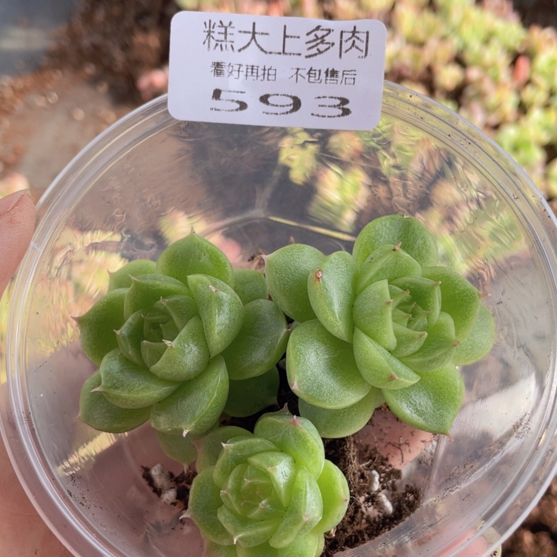 糕大上多肉植物593