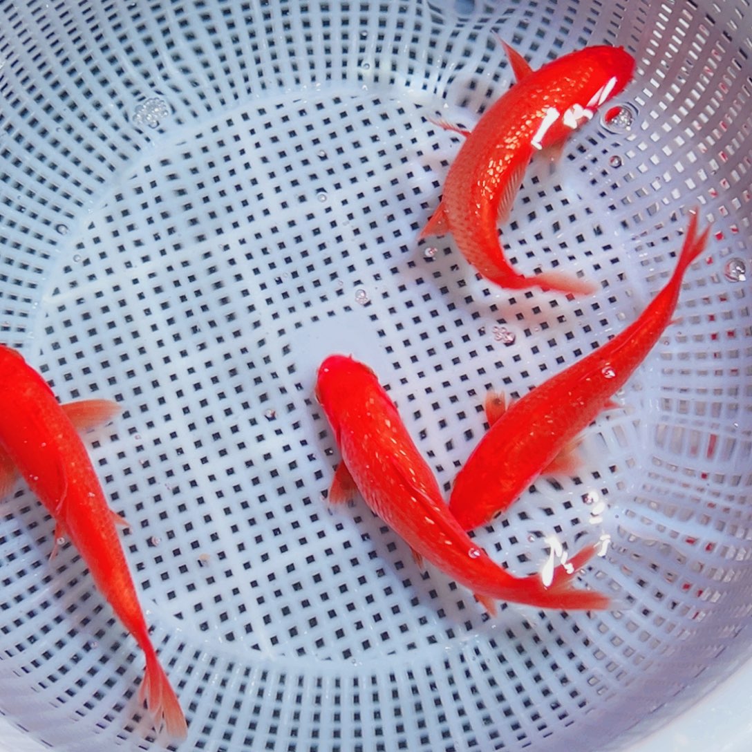 锦鲤锦鲤观赏鱼1111