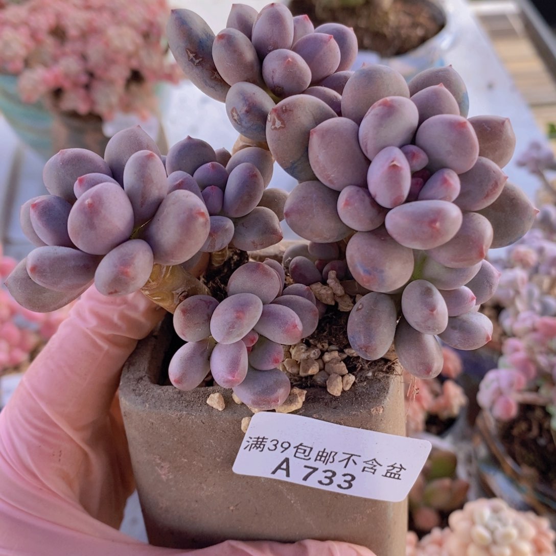 仙子奶9cm733多肉植物