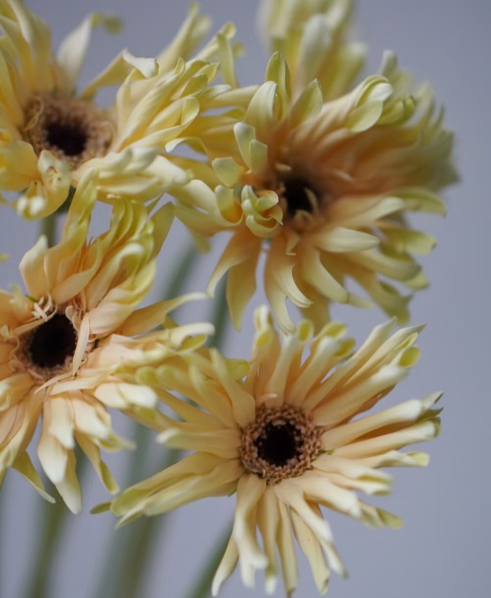 【买一送一】瑞典非洲菊10支云南基地鲜花 直发 家养水养