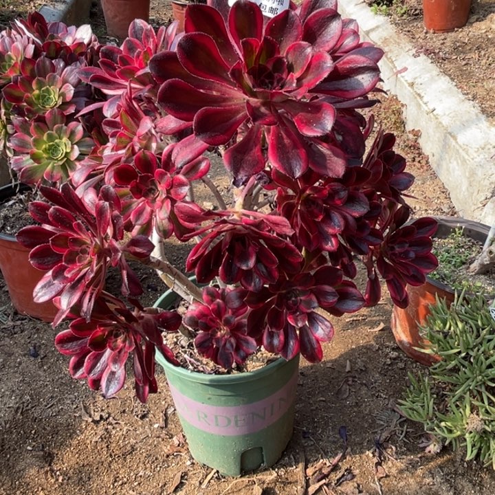 350号丽娜多肉植物