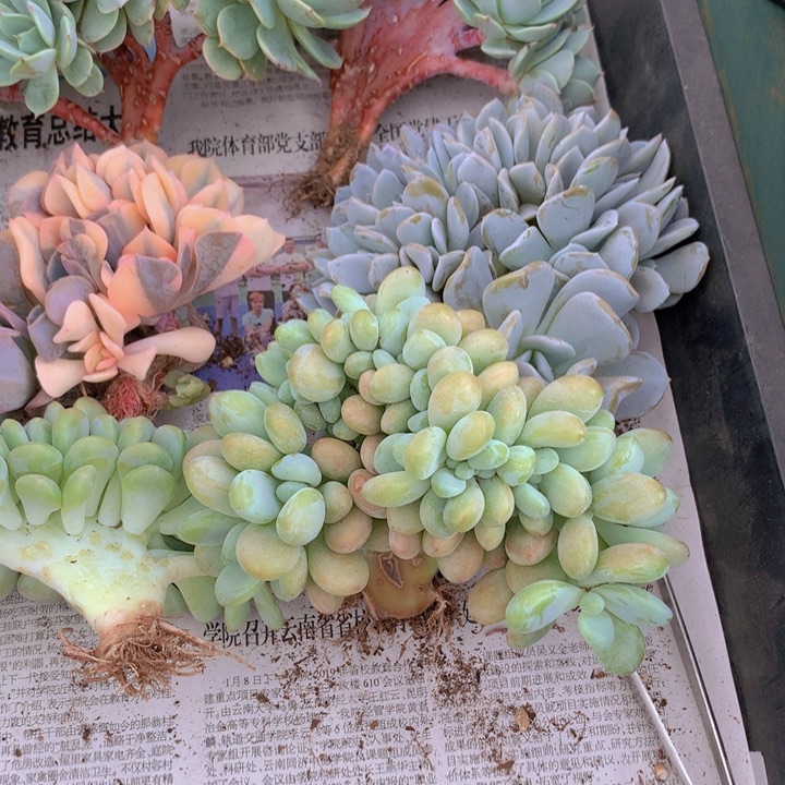 洛神树缀有侧切价格合适