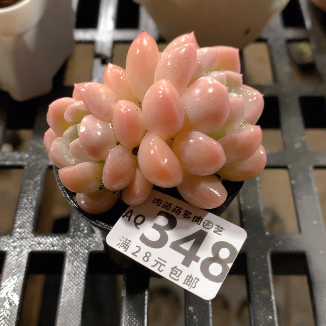 肉萌萌5cm拇指盆多肉AQ348