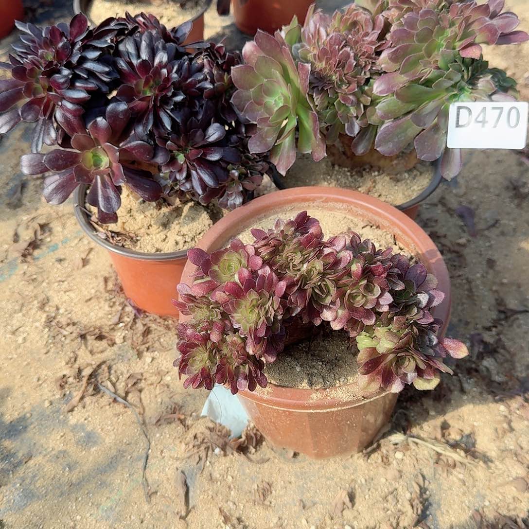 470玫瑰万缀欧紫共3颗