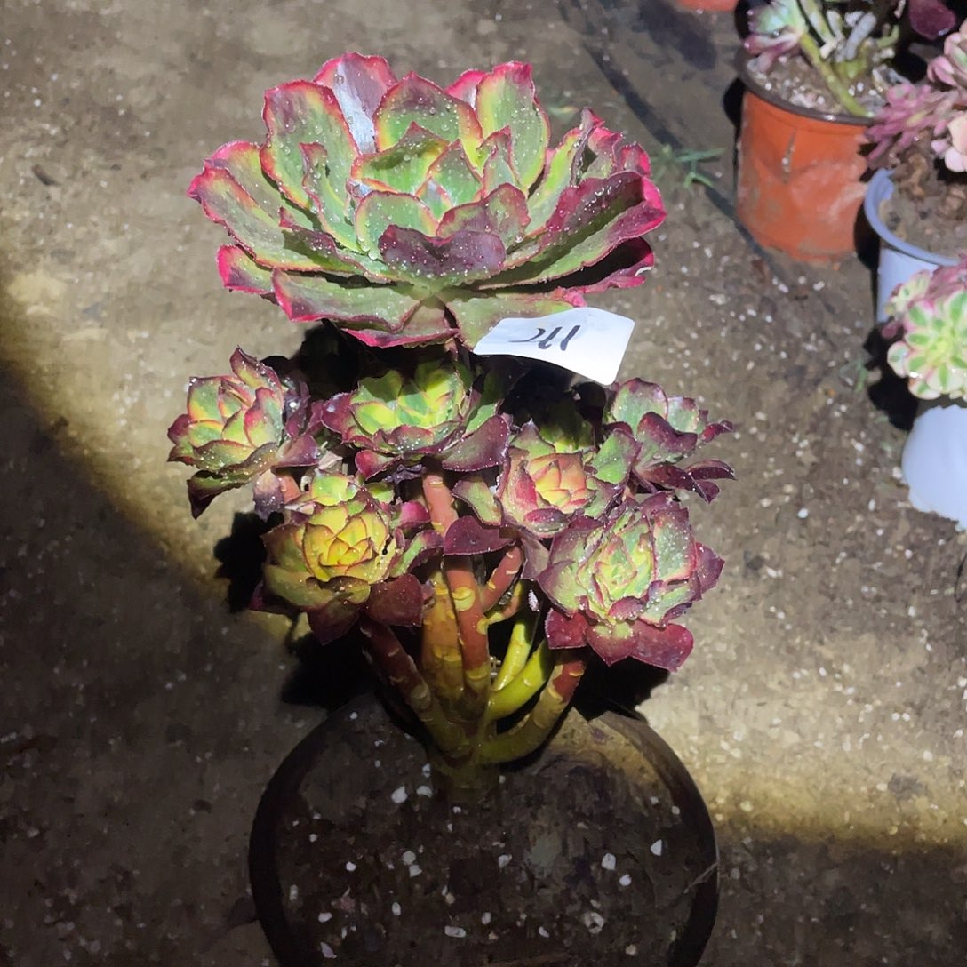 诺***⁹法师植物魅影法师211