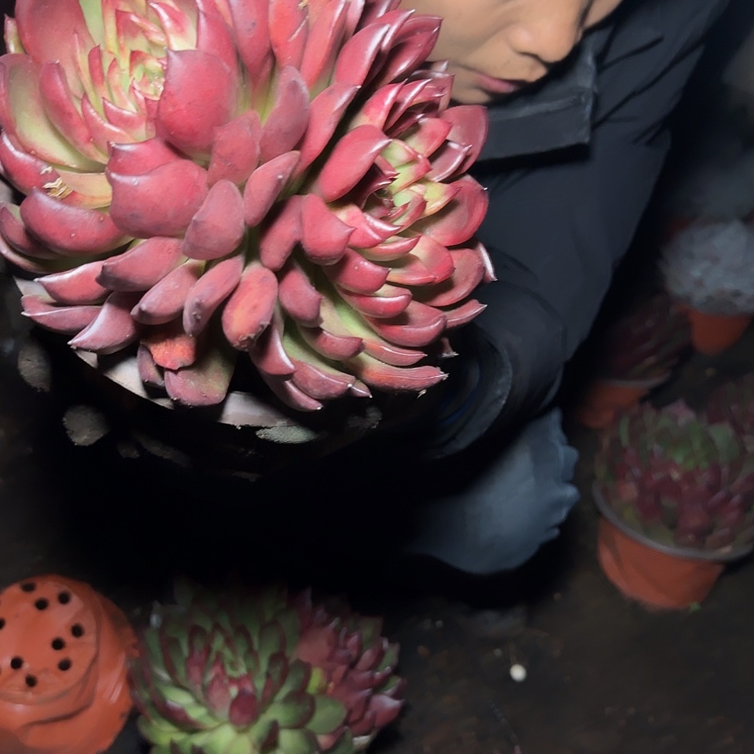 盆栽野马冬云多肉