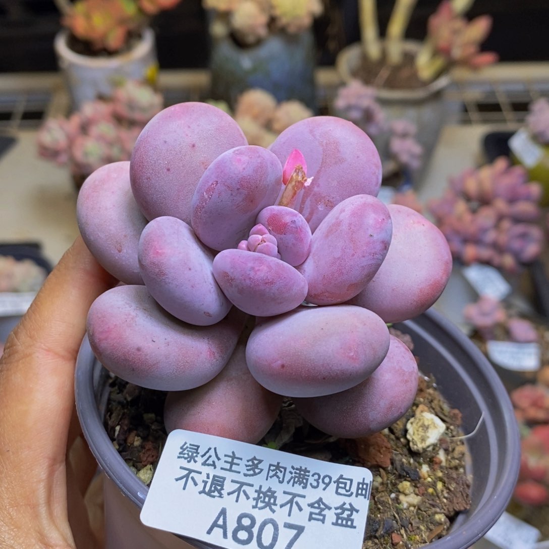 807彩虹奶多肉7c m