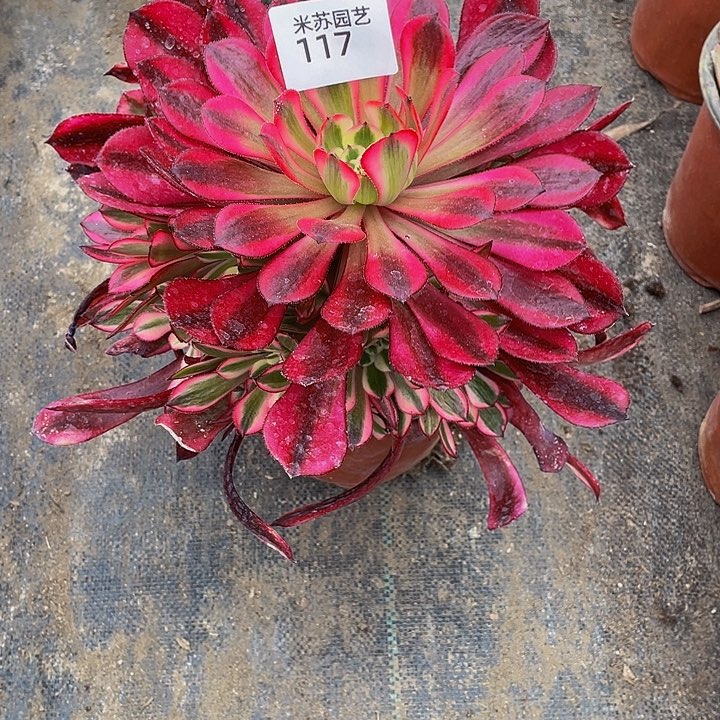 117多肉植物的生长