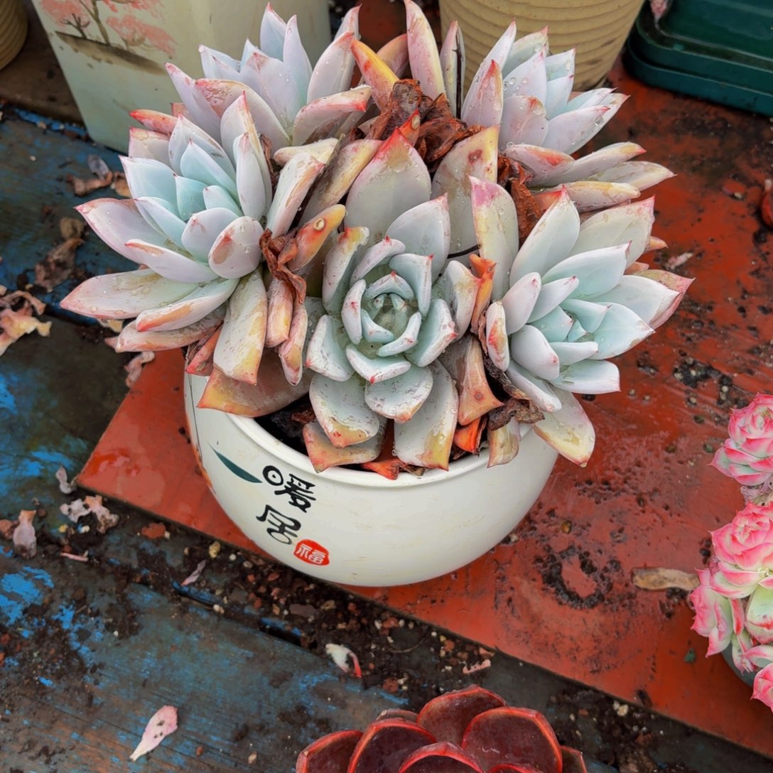 汐***宝老桩精品肉肉巨人