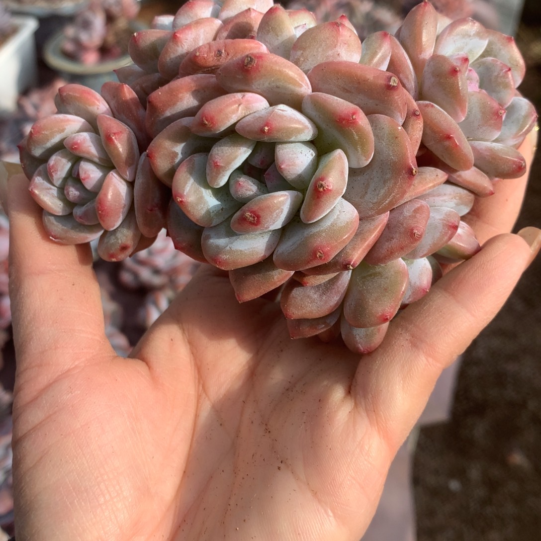 石榴籽哈哈哈哈哈哈哈哈哈哈哈