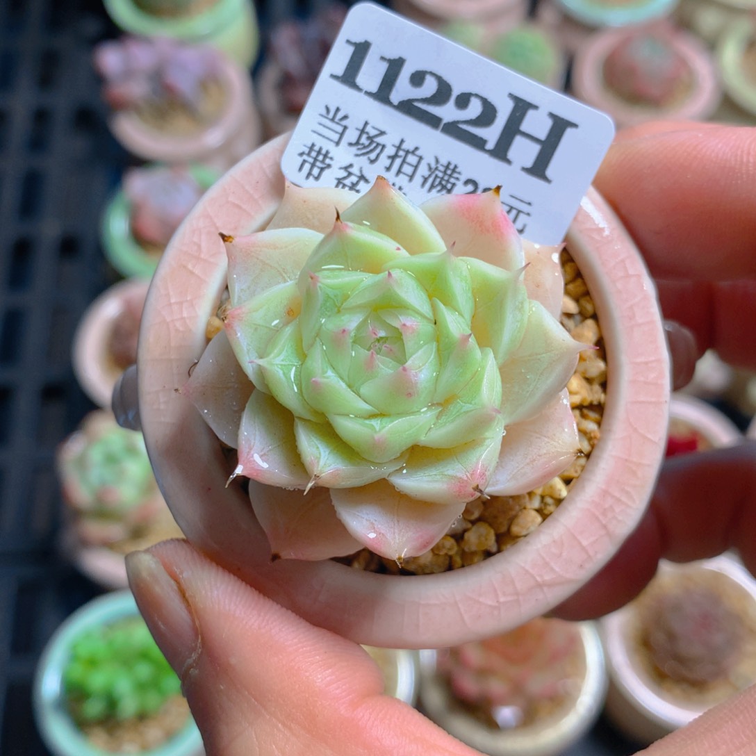 5厘米盆精控多肉1122