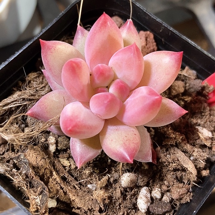 多肉植物833虞美人833