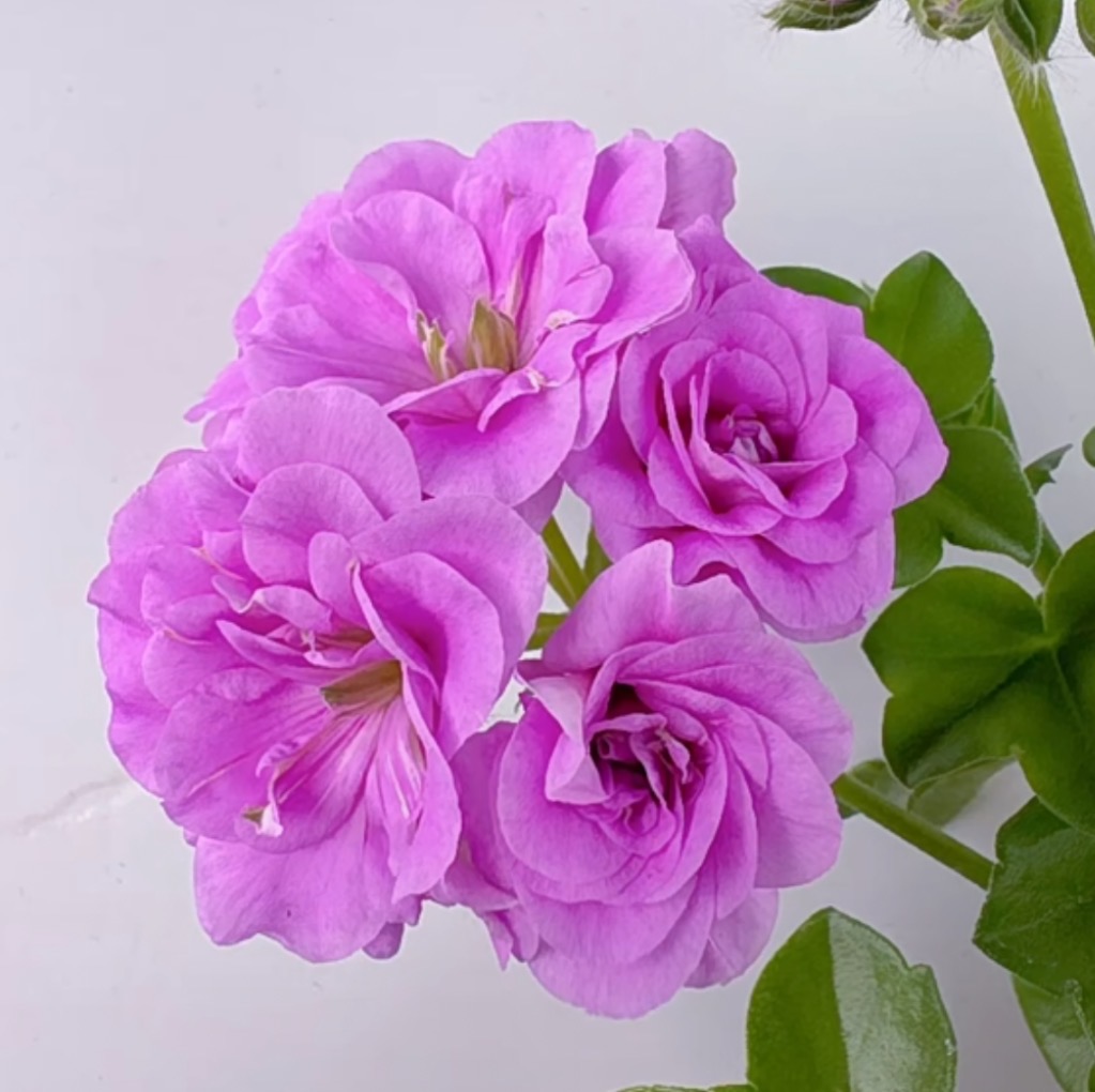 夏日玫瑰-垂钓品种四季开花款