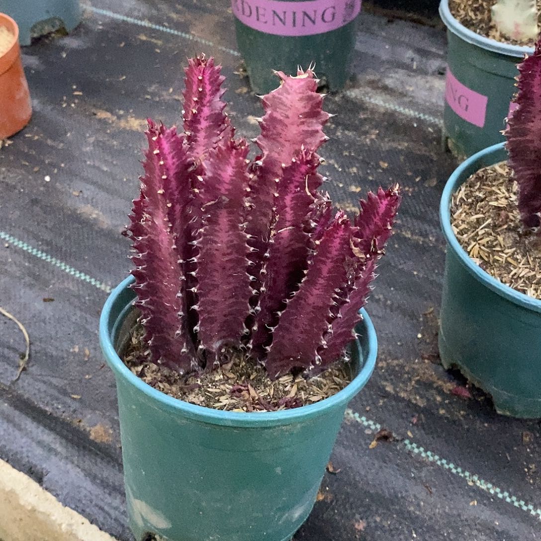 大红龙骨一物一拍