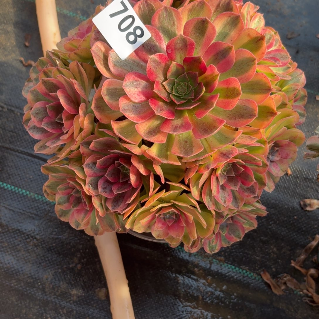 708雨河多肉植物福利