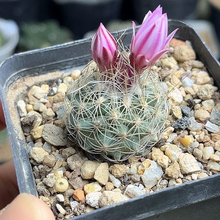 白琥娇丽实生球3公分左右