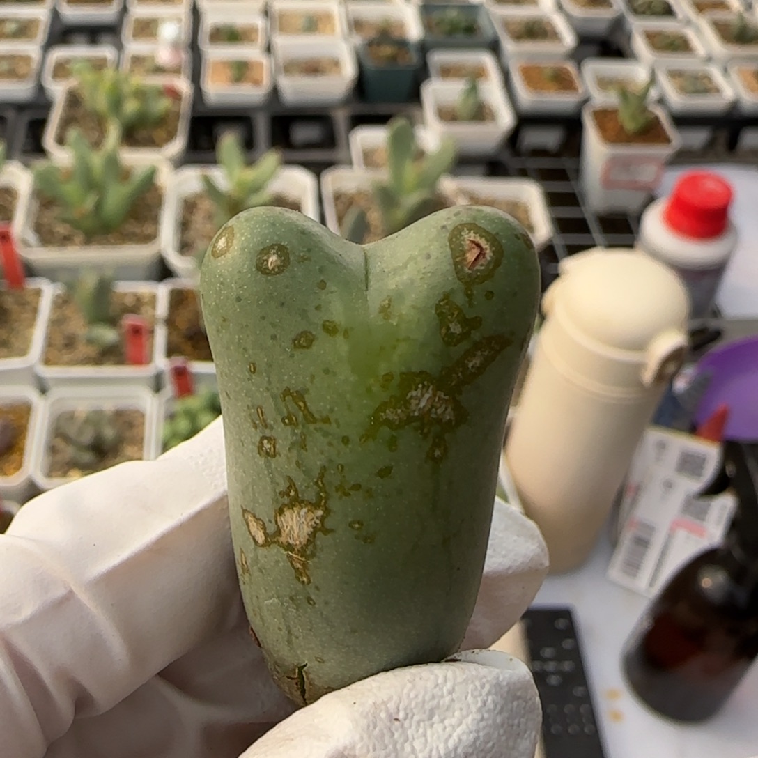 L***学12-27-当天满38包邮清货超短耳皮卡丘有裂脱土