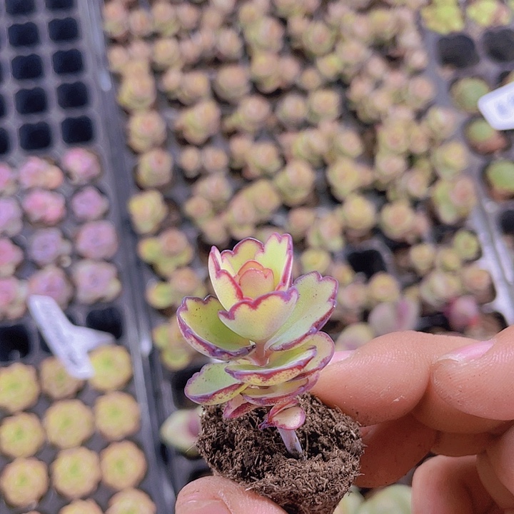 锦绣玫瑰【满10颗包邮】