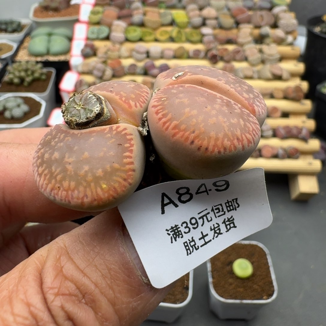 849多肉哈哈哈哈哈哈哈
