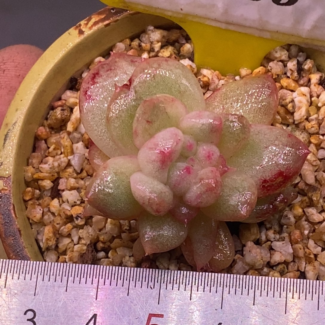 8169糖心变异拉丝锦……