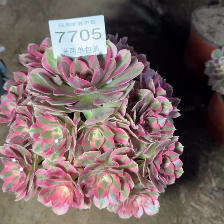 7705女巫多肉植物