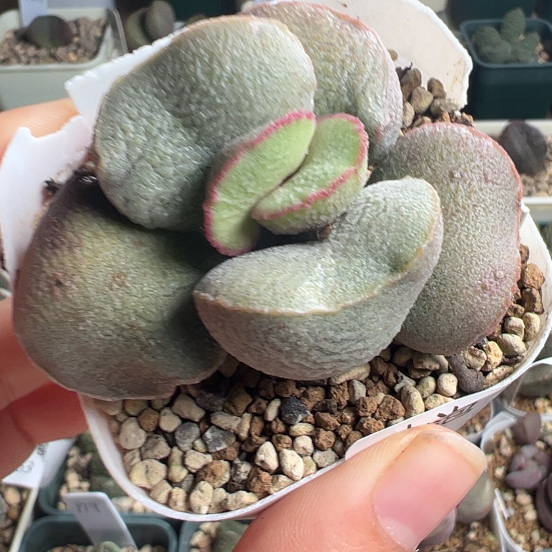 703杂交水泡一颗肥美叶片