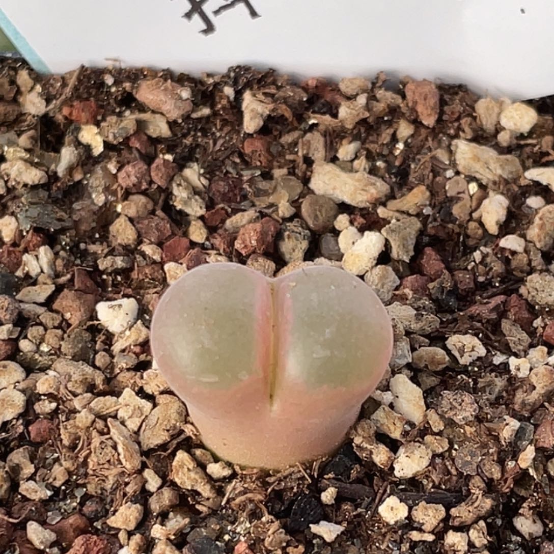 6-21风铃多肉植物