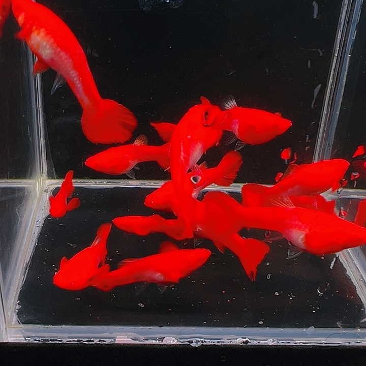 精品通背红双分水2母1公