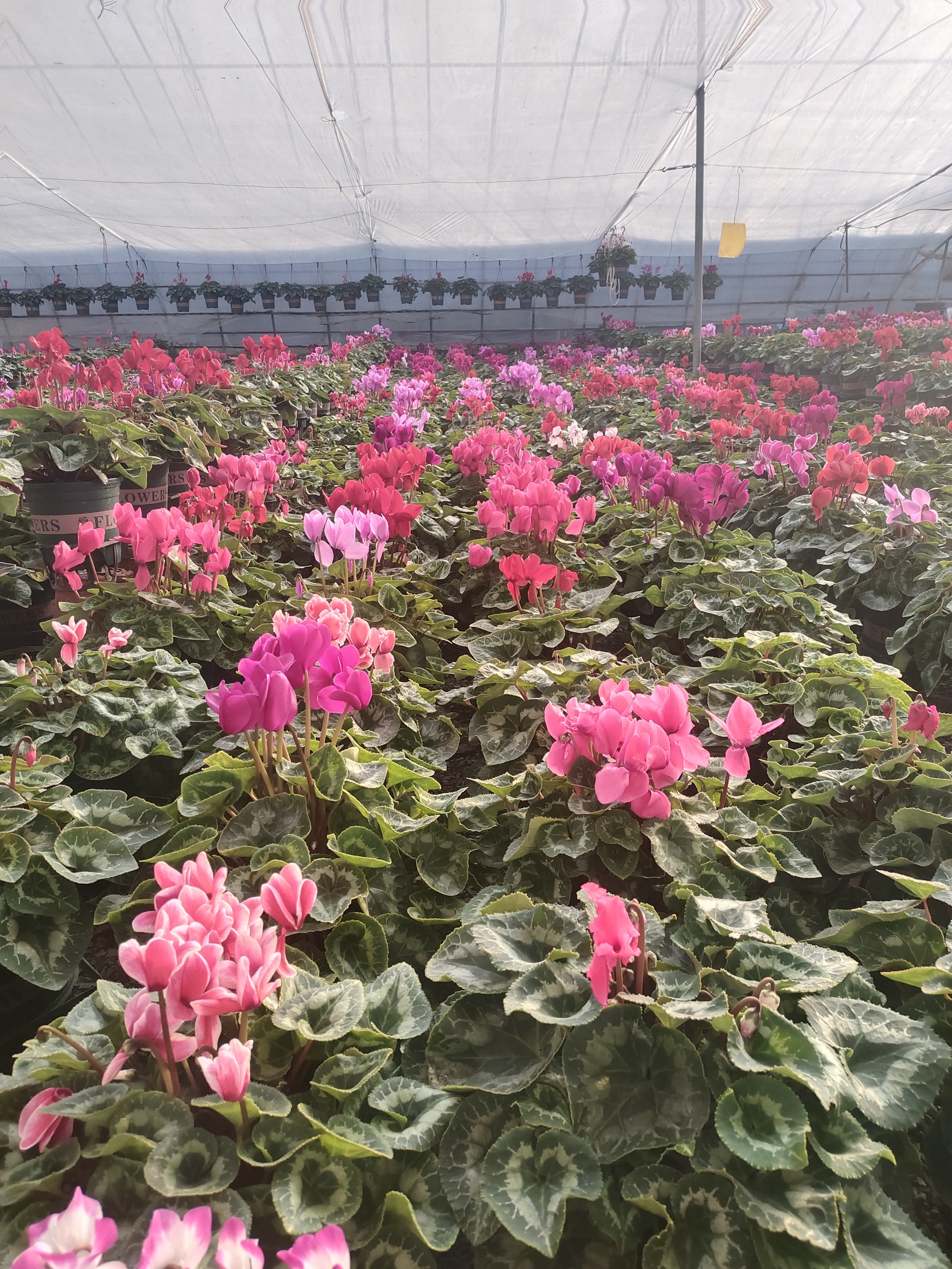 两颗仙客来，颜色随机混色装