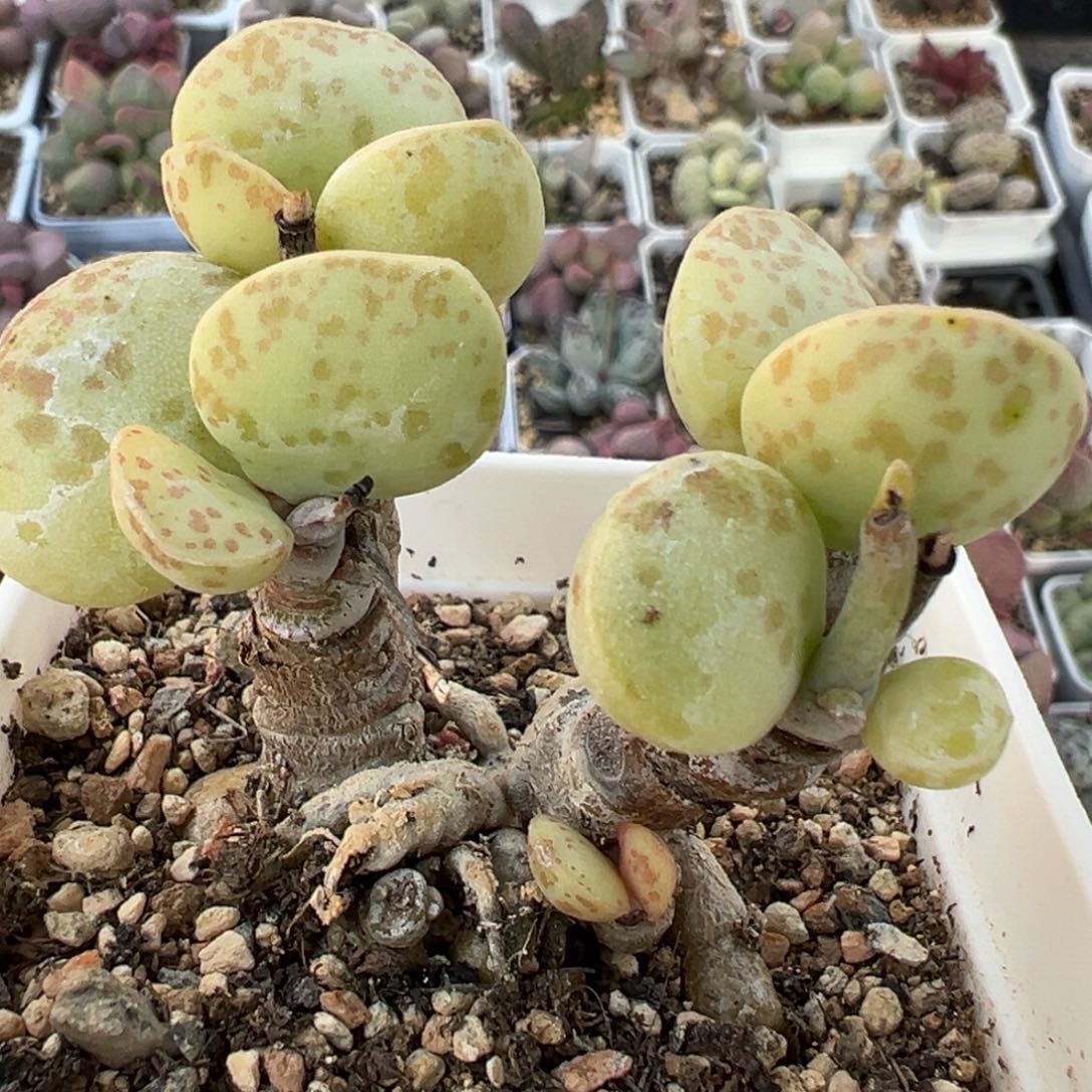 花蛋多肉植物季节性锦多头纯木质