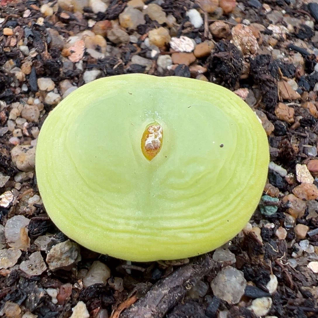 2.16好看的多肉865