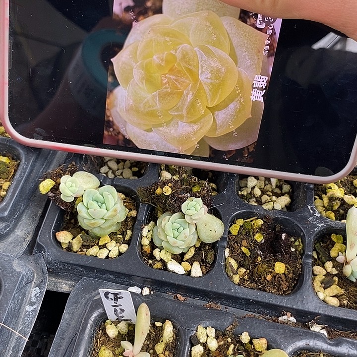 黄翡816穴盘+芽多肉