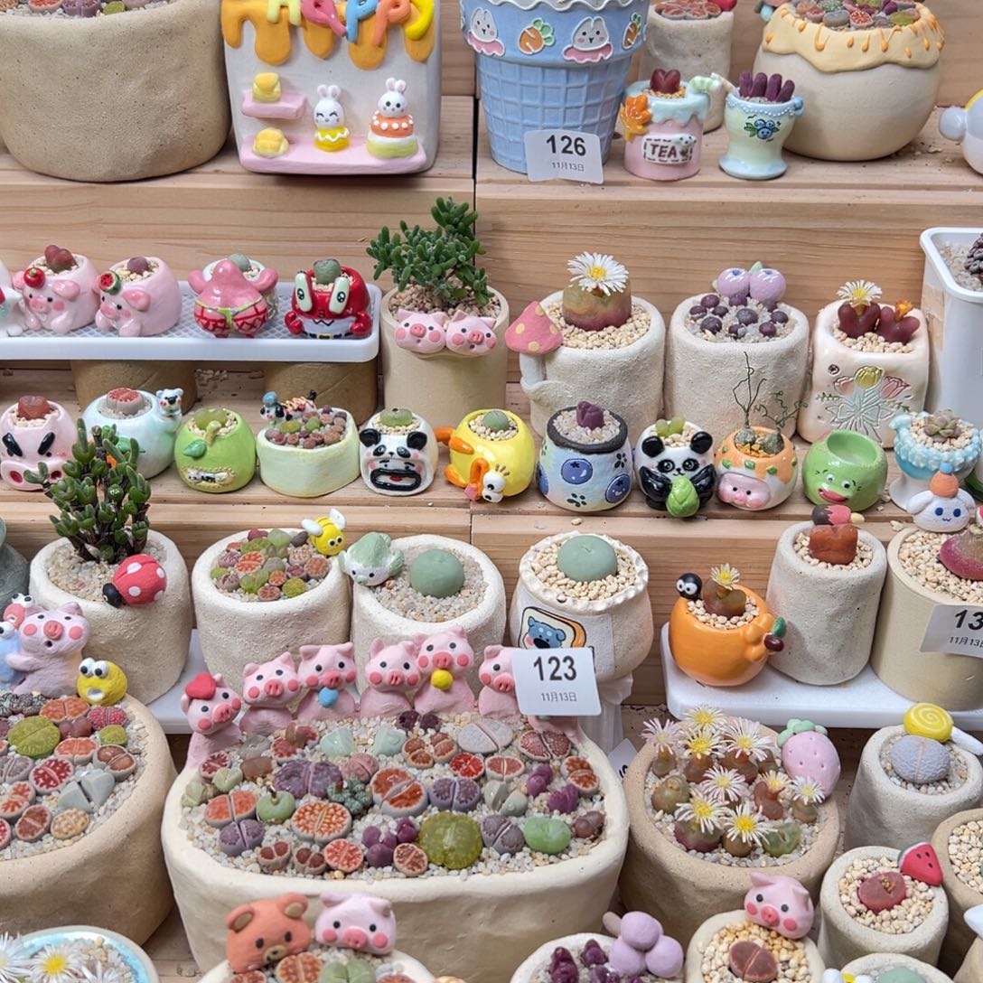 猪***多肉植物9.9元枝干找一个