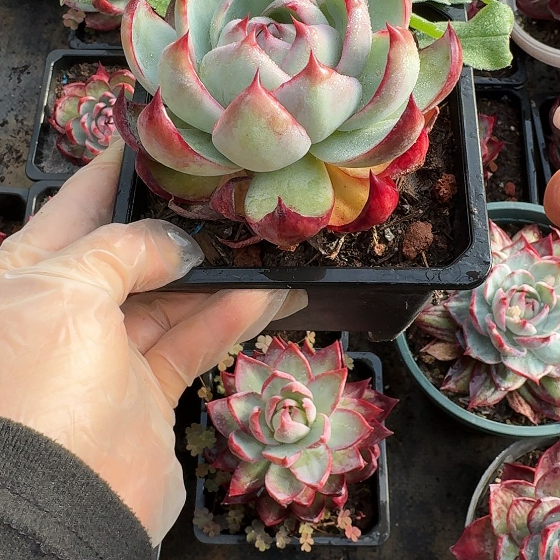 惊鸿惊鸿惊鸿勾魂 8 公分