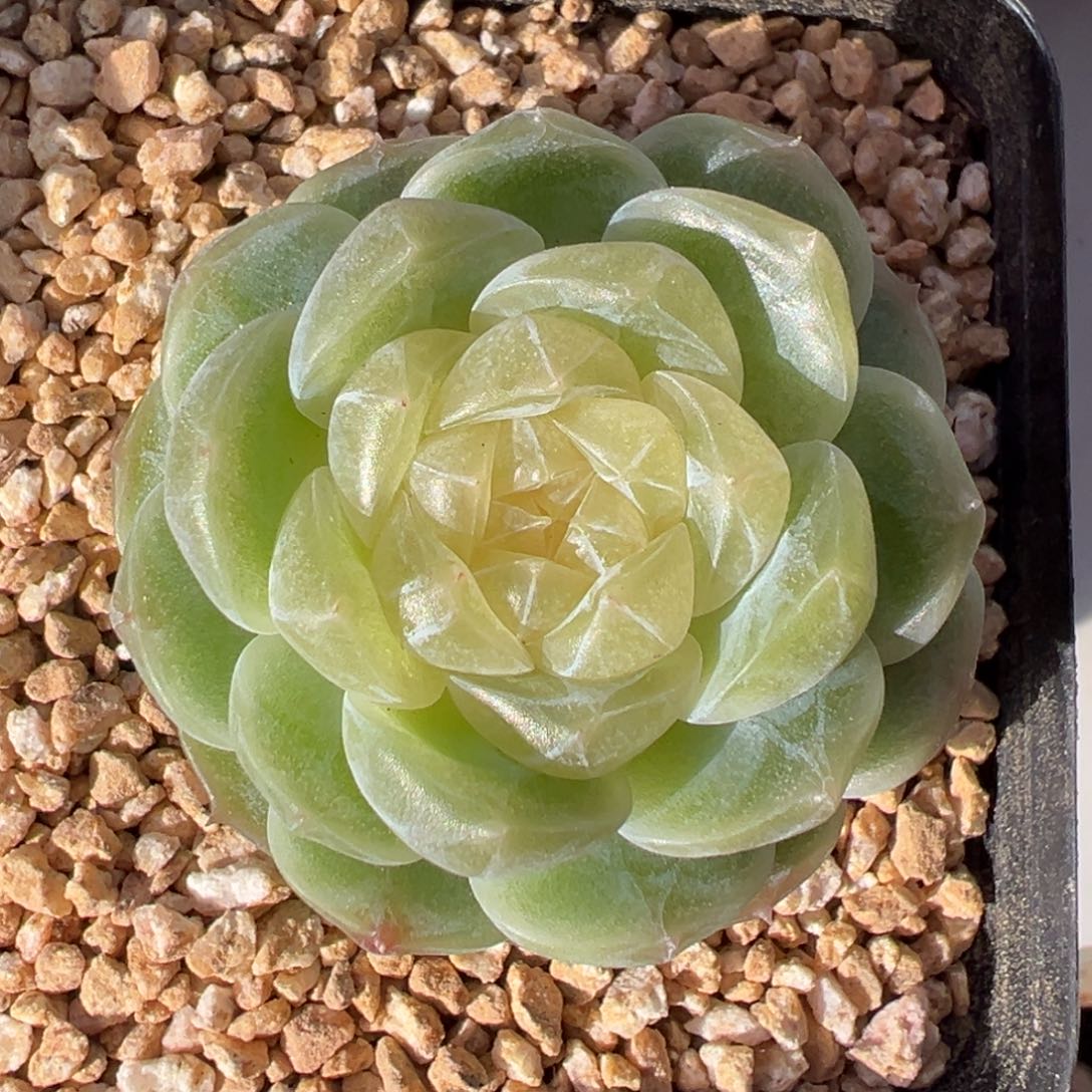泼天富贵一物一拍